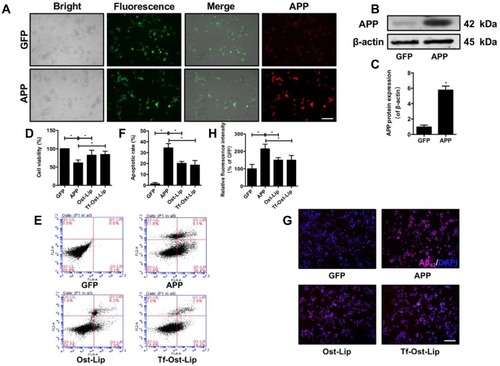 Figure 4 The neuroprotective effect of the varying formulations on APP-SH-SY5Y cells. (A) GFP and APP-GFP were transfected into SH-SY5Y cells and APP protein (red) expression was detected by ICC, scale bar=50 μm. (B)-(C) APP protein expression was detected by Western Blot. (B) The representative bands of protein of APP. (C) Semi-quantitative analysis of APP protein expression by densitometry. Data are presented as mean±SD (n=3). *P<0.05. (D) The cell viability was detected by CCK-8 assay. Data are presented as mean±SD (n=6). *P<0.05. (E) Percentage of apoptotic cells measured by flow cytometry. (F) Quantitative analysis of apoptosis in SH-SY5Y cells. Data are presented as mean±SD (n=3). *P<0.05. (G)-(H) Aβ1–42 protein expression was detected by immunofluorescent staining. (G) Representative images of Aβ1–42 in SH-SY5Y cells, scale bar=50 μm (n=6). (H) Quantitative analysis of Aβ1–42 proteins expression after treatment with the varying formulations. Data are presented as mean±SD (n=6). *P<0.05.