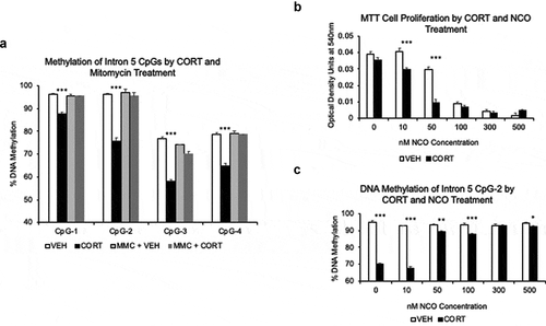 Figure 5. GC-induced loss of methylation depends on cell replication. (a). HT-22 cells were treated with 10 μg/mL mitomycin C (MMC) for three hours, washed several times, and cultured for 7 days in the presence of 1 μM CORT or VEHICLE solution. MMC blocked CORT-induced loss of DNA methylation at all intron 5 CpGs. N = 3 per group. (b). To replicate the results in HT-22 cells, MTT assay was performed on AtT-20 cells treated with different concentrations of nocodazole (NCO) and 1 μM CORT or VEHICLE solution to find an NCO concentration capable of inhibiting cell proliferation. N = 7 per treatment group. (c). Methylation levels at Fkbp5 intron 5 show a failure to undergo CORT-induced loss of DNA methylation at 50 nM NCO, where a substantial reduction in cell proliferation was observed. N = 7 per treatment group. Bar graphs are represented as mean ± SEM. P-value asterisks determined by Student’s t-tests are for VEH vs. CORT and MMC+VEH vs. MMC+CORT. *p < 0.05, **p < 0.01, and ***p < 0.001