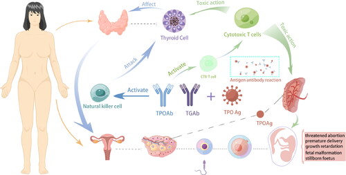 Figure 2. Mechanism of specific effects of ATA on clinical outcomes of IVF/ICSI.