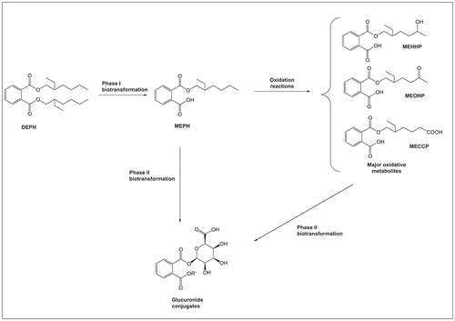 Figure 4. Metabolism of di(2-ethylhexyl) phthalate (DEHP) in human.