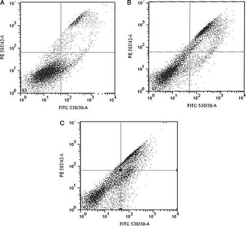 Figure 3.  Cytometric dot plots of forward and side scatter parameters (x-axis, 530 nm: apoptosis; y-axis, 585 nm: necrosis). A. Control cells, B. Camptothecin (5 µM) treated cells and C. Zoledronic acid treated cells (1 mM). The upper right quadrant shows% necrotic cells (YO-PRO-1 and PI positive), lower left quadrant shows% viable cells (YO-PRO-1 and PI negative) and lower right quadrant shows% apoptotic cells (YO-PRO-1 positive, PI negative).