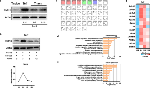 Figure 1. The expression of CMC1 associates with T cell activation and apoptosis.