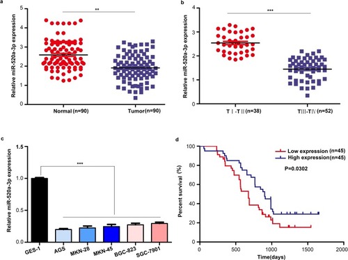 Figure 1 miR-520a-3p was significantly downregulated in GC. (A) The expression of miR-520a-3p was detected in GC tissues (n=90) compared with adjacent non-tumor tissues (n=90) using qRT–PCR. (B) The expression of miR-520a-3p was detected in GC tissues provided by patients with different stages of disease (TNM staging) using qRT-PCR. (C) The expression of miR-520a-3p in the gastric epithelial cell line GES-1 and five GC cell lines (ie, AGS, MKN-28, MKN-45, BGC-823, and SGC-7901) was detected using qRT–PCR. (D) Kaplan–Meier curve showing the survival in patients with GC divided according to the expression of miR-520a-3p. Patients were classified into low (red) and high expression (blue) group according to the median of miR-520a-3p expression. **P<0.01; ***P<0.001.Abbreviations: GC, gastric cancer; TNM, tumor-nodes-metastasis; qRT-PCR, Quantitative real-time fluorescence PCR.