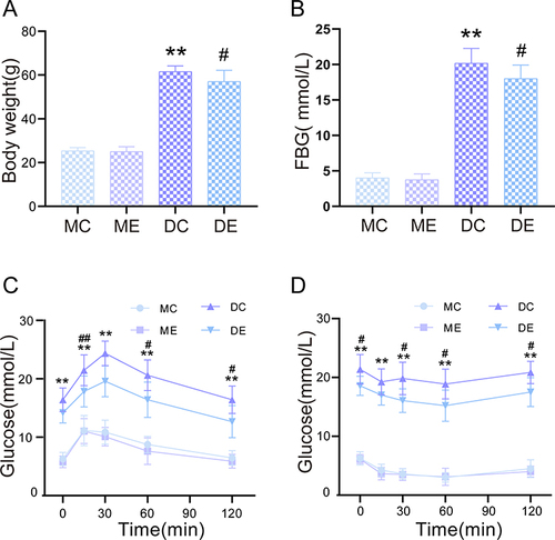 Figure 1 Changes in body weight, fasting blood glucose, glucose tolerance and insulin tolerance after 12 weeks of aerobic exercise. (A) Body weight. (B) Serum fasting blood glucose (FBG) levels. (C) Blood glucose levels measured by the OGTT. (D) Blood glucose levels measured by the ITT. The mean ± SD is shown in the graph for each group, n=10. Values are statistically significant at **p < 0.01 versus the MC group, #p < 0.05, ##p < 0.01 versus the DC group. MC: sedentary m/m mouse group, ME: m/m mice with aerobic exercise training group, DC: sedentary db/db mouse group, DE: db/db mice with aerobic exercise training group.