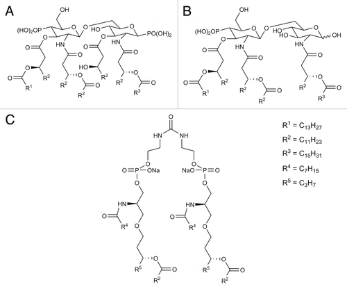 Figure 10. (A) Chemical structure of lipid A, (B) chemical structure of MPL, and (C) and its analog: ER-803022.