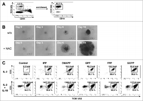 Figure 5. IL-18 and N-acetylcysteine enable Vγ9Vδ2 T cell proliferation under severe lymphopenic conditions. (A) Enriched γδ T cells devoid of CD14+ monocytes were obtained from peripheral blood mononuclear cells (PBMCs) using CD14 microbeads and magnetic depletion using LD columns. (B) Photo documentation of cell cultures: enriched γδ T cells were seeded at 103 cells per 96 well and stimulated with 10 μM geranylgeranyl pyrophosphate (GGPP) plus 100 U/mL IL-2 and 100 ng/mL IL-18 in the presence or absence of N-acetylcysteine (NAC). Scale bar: 500 μm. (C) Enriched γδ T cells were seeded in triplicates at 103 cells per 96 well and stimulated with 10 μM mevalonate-derived isoprenoid pyrophosphates plus 100 U/mL IL-2 and NAC in the absence or presence of 100 ng/mL IL-18 . After 14 days, cells were stained with fluorophore-conjugated antibodies CD3 and Vδ2 to confirm γδ T-cell identity. Absolute cell numbers and γδ T-cell expansion were determined by cytofluorimetric analysis (FACS). Data are representative of 4 independent experiments with T cells derived from 4 different donors.