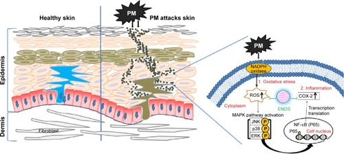 Figure 9 Schematic diagram showing the molecular mechanisms through which eupafolin nanoparticle delivery system (ENDS) inhibited PM-induced oxidative stress and inflammation in the skin.Abbreviations: MAPK, mitogen-activated protein kinase; NADPH, nicotinamide adenine dinucleotide phosphate; PM, particulate matter; COX-2, cyclooxygenase-2; ROS, reactive oxygen species; NF-κB, nuclear factor-κB.