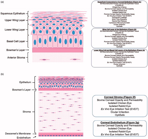 Figure 3. Schematic of a human corneal section showing which in vitro/ex vivo assays are appropriate for evaluating specific layers, with models relevant to the (a) corneal epithelium or (b) full thickness cornea.