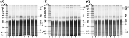 Figure 1. SDS-PAGE of body extract proteins collected in August from groups: A, BE; B, BE-5; C, BE-200; lane a, molecular weight markers (the Wide Range Sigma Marker TM 6.5–200 kDa); lanes b–i, different colonies.
