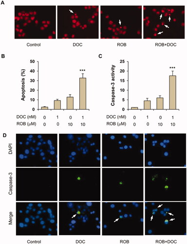 Figure 4. Apoptotic effect of ROB and DOC alone or in combination on PC-3 cells. PC-3 cells were treated with ROB and/or DOC for 72 h and apoptosis was determined by PI staining and caspase-3 assays. (A) Representative micrographs of PI staining in PC-3 cells treated with ROB and/or DOC. (B) Percent apoptotic cells as measured by PI staining. (C) Caspase-3 activity in PC-3 cells treated with ROB and/or DOC. (D) Representative micrographs of caspase-3 (cleaved form) immunofluorescence in PC-3 cells treated with ROB and/or DOC. Each value represents mean ± S.D from three separate experiments. ***Indicates significant differences (p < 0.001) as compared to cells treated with ROB or DOC alone.