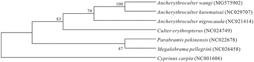 Figure 1. Phylogenetic relationships among three species of Ancherythroculter inferred from UPGMA of deduced amino acid sequences of 12 mitochondrial proteins. The numbers on the branches are bootstrap values for UPGMA.