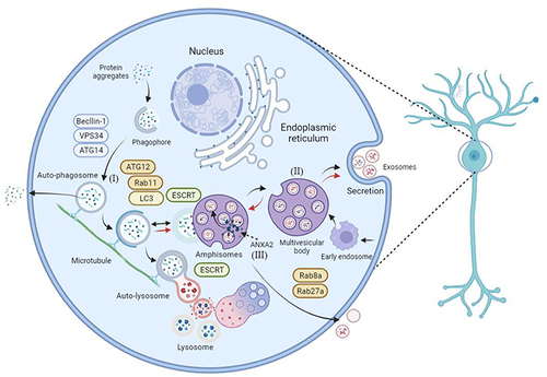 Figure 1 EVs biogenesis and autophagy in neurological diseases. Existing studies have shown that abnormal protein accumulation and aggregation are hallmarks of various neurological diseases, while exosome release and autophagic degradation are two ways to clear them, and there are multiple possible interactions between autophagy and exosome biogenesis: (I) Macroautophagy begins with phagophore formation and expansion: phagocytosis of cytoplasmic proteins and organelles when VPS34, beclin-1 and ATG14 form a complex and initiate phagophore nucleation and formation. Then, with the assistance of ATG12, Rab11 and LC3 proteins, it leads to the formation of autophagosomes. The autophagosome moves along microtubules, during which it can fuse with MVBs and exchange substances to form two bodies. Both autolysate and amphibian formation are controlled by ESCRT proteins. It then fuses with the lysosome to degrade the engulfed contents.Citation120 (II) Maturation of early endosomes produces MVBs, late endocytic compartments containing numerous ILVs. Fusion of MVBs to the plasma membrane results in the release of ILVs into the extracellular space as exosomes. (III) Amphisomes can fuse with the plasma membrane and secrete their contents. Shown is the autophagy-dependent secretion of ANXA2, where the amphisome intermediate is required for ANXA2 release in exosomes. This image is adapted from previous studiesCitation64,Citation120,Citation121 published under the Creative Common Attribution License.