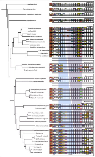 Figure 1. Phylogeny of ribonucleases in bacteria. The image is an update of Figure 1 in [Citationref. 18]. The most highly conserved RNases are in a subsection labelled ‘core’. More variable RNases are shown in a subsection labelled ‘variable’. For these two subsections, endoribonucleases are confined to the top line and exoribonucleases to the bottom line. Within the variable subsection, the blue gradient represents the distribution of RNases mostly identified with the E. coli degradation machinery; the purple gradient represents the distribution of RNases mostly identified in B. subtilis. Horizontally transferred toxin RNases (all endoribonucleases) are shown in a subsection labelled ‘toxins’. Abbreviations are as follows: Endondonucleases: III = RNase III; P = RNase P; H2 = RNase HII; H1 = RNase HI; H3 = RNase HIII; E = RNase E; G = RNase G; EG = RNase E/G; YbY = YbeY; I = RNase I; Z = RNase Z; M5 = RNase M5; Y = RNase Y; mIII = Mini-III; Rae = Rae1; Maz = MazF; Rel = RelE; Yoe = YoeB; Hig = HigB; YfQ = YafQ; Yhv = YhaV; LS = RNase LS, Mqs = MqsR; YfO = YafO; Bsn = RNase Bsn; Bar = Barnase; Exoribonucleases: R = RNase R; Pnp = polynucleotide phosphorylase; PH = RNase PH; D = RNase D; Orn = oligoribonuclease; II = RNase II; T = RNase T; J = RNase J; BN = RNase BN; Yha = RNase YhaM. Numbers in superscript refer to the number of orthologs present when identified.