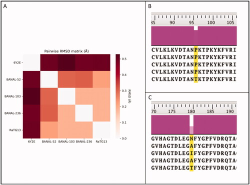 Figure 1. Comparison between SARS-CoV-2 3CL protease (Mpro) from crystal structure 6Y2E (blue) and homology models of Mpro from four different bat coronaviruses, reported in Table 1. In Panel A, the pairwise RMSD matrix derived from the superposition of each bat coronavirus homology model to the template structure 6Y2E is reported. Panel B and C summarise the differences in the primary sequence between SARS-CoV-2 and bat coronaviruses Mpro.