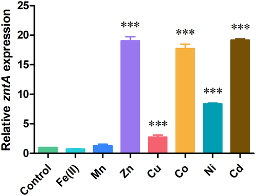 Figure 1. V. parahaemolyticus upregulates zntA expression in response to various metals. The RIMD2210633 strain in the early exponential phase was treated with H2O (control), 1 mM FeSO4, 1 mM MnSO4, 0.5 mM ZnSO4, 1 mM CuSO4, 0.5 mM CoSO4, 1 mM NiSO4, or 125 μM CdSO4 for 15 min. Total RNA was isolated, and quantitative real-time PCR analysis was performed to determine zntA expression, which is expressed relative to the control sample. Results represent the means and standard deviations from three independent experiments. Significance was determined using one-way analysis of variance along with Bonferroni’s posttest. ***, p < .001.