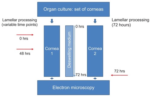 Figure 1 Flowchart of the study design.