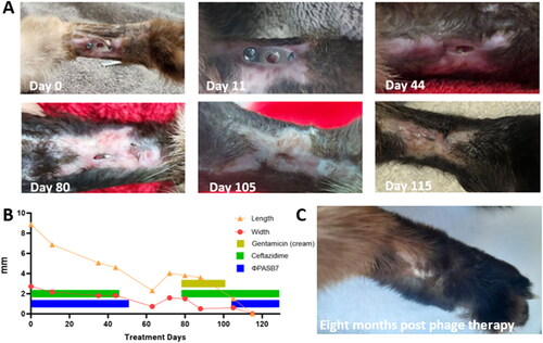 Figure 4. Treatment. (A) The progress of wound healing during the period of phage therapy. Within the first few days of treatment, the secretions halted, and the wound began to reduce in size. The wound closed completely on day 115. (B) The wound’s size throughout the phage therapy period. (C) The cat’s left hind leg five months after the end of treatment. The wound remains closed, and there are no signs of infection.