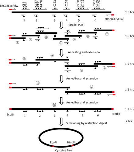 Figure 3. Flow chart of the multiple-site mutagenesis method. Black filled triangles show the location of mutations. Grey filled rectangles show the restriction digestion sites. The grey lines with arrowhead show the primers used for DNA synthesis. The time required for each step is shown on the right.