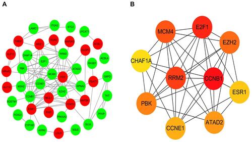 Figure 6 (A) A PPI network of DEmRNAs involved in the ceRNA network of AFP-negative HCC. Red nodes represent the upregulated DEmRNAs and green nodes represent the downregulated DEmRNAs. (B) The top ten highly interacted hub genes were recognized by cytoHubba.