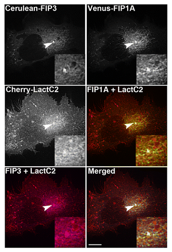 Figure 6. mCherry-LactC2 is enriched along tubular compartments of the Rab11-FIP network. Cerulean-Rab11-FIP3, Venus-Rab11-FIP1A, and mCherry-Rab11-LactC2 expressed in HeLa cells overlap along endosomal tubules in the pericentriolar region. Images were collected every 3 s for at least 1 min. Bars, 10μm.