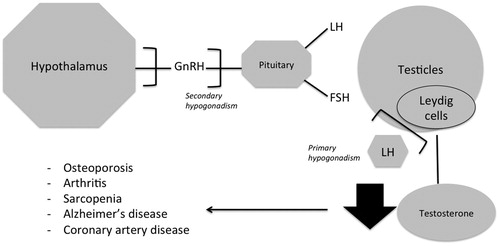 Figure 1. Relationship between the locomotive syndrome and hypogonadism. GnRH: Gonadotropin-releasing hormone, LH: Luteinizing hormone, FSH: Follicle stimulating hormone.