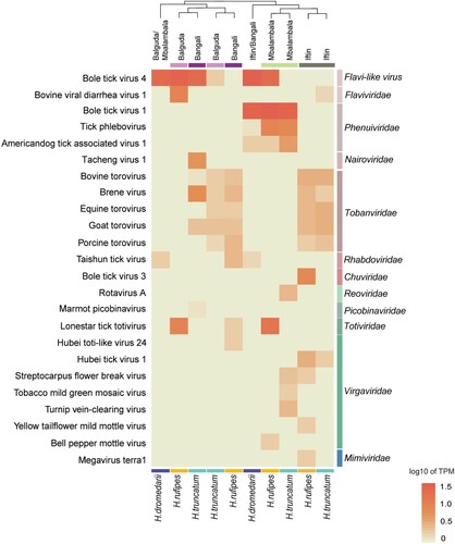 Figure 2. Normalized abundance of viral species in tick pools. Comparative abundances of different viral species reads are normalized by TPM counts, and the log10 scale of TPM is calculated for hierarchical clustering using the Euclidean distance matrix in the heatmap. The viral species names identified by taxonomic annotation using BLASTx are sorted by viral family in the heatmap. The sampling locations and species of ticks are marked above and below the heat map.