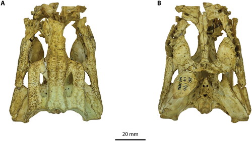 Figure 16. Trilophosuchus rackhami, QMF16856, holotype. A, Cranium in dorsal view. B, Cranium in ventral view.