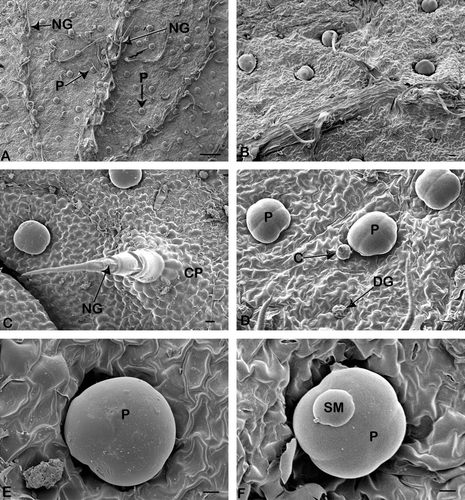 Fig. 2  Scanning electron micrographs of portions of Orthosiphon labiatus leaves showing the two types of glandular trichomes. (A) Leaf vein with numerous glandular peltate (P) and non-glandular (NG) trichomes (bar = 200 µm). (B) Sparse distribution of non-glandular trichomes of mature leaf (bar = 20 µm). (C) Fully developed non-glandular (NG) trichomes on leaf surface supported by cellular pedestal (CP) (bar = 20 µm). (D) Peltate (P), capitate (C) and degenerative peltate (DG) trichome. (E) Peltate glandular trichomes (P) showing four head cells (bar = 10 µm). (E) Mature peltate trichome (P) (bar = 10 µm). (F) Secretory material (SM) on peltate trichome (P) (bar = 10 µm).