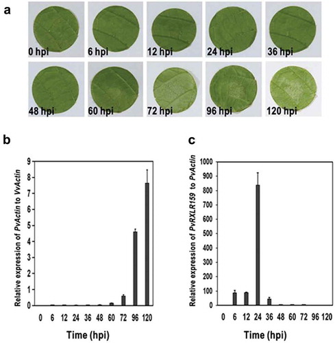 Figure 1. PvRXLR159 is induced in the early stage of infection.A, Representative photos of grapevine leaf discs inoculated with P. viticola. B, The growth of P. viticola in grapevine. The growth of P. viticola was monitored by qPCR and evaluated as the relative quantity of PvActin (P. viticola Actin) to VvActin (V. vinifera Actin). C, Transcription of PvRXLR159 in P. viticola during infection. Transcription levels of PvRXLR159 were monitored by qPCR and evaluated as the relative quantity of PvRXLR159 to PvActin. Error bars represent the standard errors from three biological replicates. hpi, hours post-inoculation.