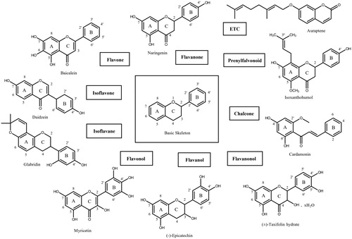 Figure 1. The example skeleton structures of flavonoids. Ten different scaffolds classified in this study were displayed with example flavonoid derivatives. Basic skeletons and their carbon atoms numbering pattern were drawn.