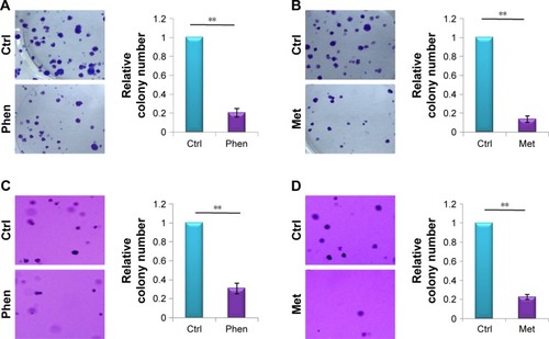 Figure 2 Phen and Met inhibited colony formation of LN229 cells.