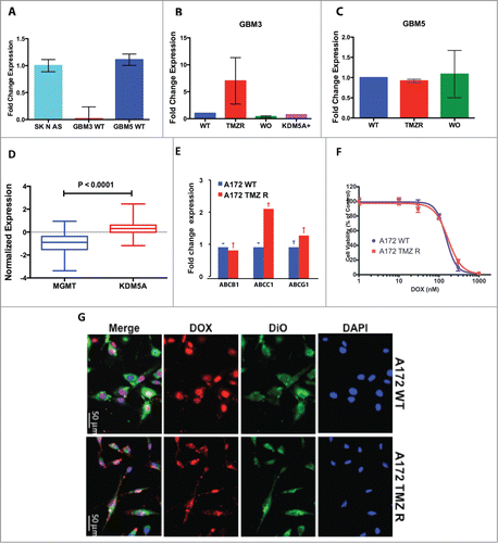 Figure 4. Induction of TMZ resistance, MGMT expression and ABC-transporters functionality. (A) Expression of MGMT in WT GBM3, GBM5 and A172, utilizing the SK N AS neuroblastoma cell line as reference positive expression control. (B) Induction of TMZ resistance in GBM3 cells results in the transient expression of MGMT. After WO the expression returns to baseline levels. The exogenous expression of KDM5A does not change MGMT expression. GBM3 WT cells were utilized as reference positive control. (C) Induction of TMZ resistance does not increase MGMT expression in GBM5 cells. GBM5 WT cells were utilized as reference positive control. (D) Comparison of the mean expression levels of KDM1A and KDM5A in a 483 primary GBM dataset from TCGA. The box represents the 10–90 percentile and whiskers the min-max level of expression. Normalized mean expression values were: −0.964 for MGMT and 0.296 for KDM5A. (E) Relative mRNA expression levels of ABCB1, ABCC1 and ABCG2 in A172 WT and TMZ R cells as determined by qPCR. Fold change is relative to the expression of TMZ WT cells. (F) Cytotoxic effect of doxorubicin on A172 WT and TMZ-R cells. Cells were treated with doxorubicin (0–1 μM) for 48h and viability was determined by MTT assays. (G) Immunofluorescence images of subcellular doxorubicin distribution in A172 WT and TMZ R. Cells were treated with autofluorescent DOX (red) for 24h, nuclei and cell membranes were counterstained with DAPI (blue) and DiO (green), respectively. Overlay of images shows the predominant nuclear localization (pink) of DOX in most cells of both A172 cultures (original magnification 40X).