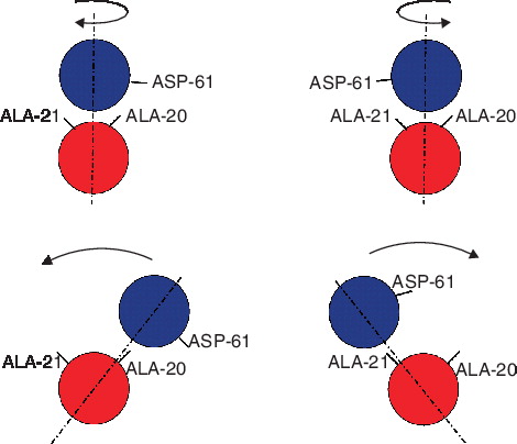 Figure 7.  Comparison of the proposed models for rotation of helix-2 (blue) in the c-subunit with respect to helix-1 (red). The view is a top view looking up from the cytoplasmic side of the membrane. The important residues, Ala-20, Ala-21 and Asp-61 are depicted. Top: Rotation of helix-2 around its own axis as proposed by Ref. [Citation2,Citation59]. In this model the helix-2 rotates around its own axis to vary between the two structures depicted. This model predicts a change in the residues at the interface in helix-2. Bottom: Rotation of helix-2 around the axis of helix-1 (red) as seen in the current simulations. In this model, helix-2 rotates around the axis of helix-1 to change the interface of helix-1. This Figure is reproduced in colour in Molecular Membrane Biology online.