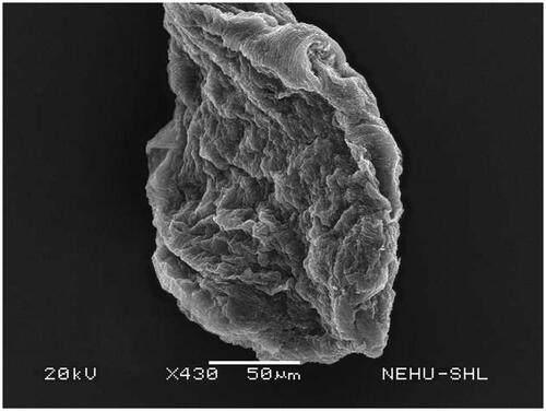 Figure 4. Scanning electron microscopic image of the anterior end of T. tetragona treated with A. oleracea extract. Due to severe shrinkage suckers are hardly visible on the top and bottom of the scolex. Rostellum is lost.