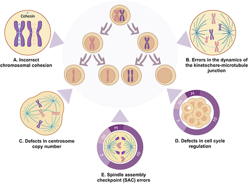 Figure 2 Cellular mechanisms leading to numerical Chromosomal Instability (CIN) in cancer. Numerical CIN is caused by the erroneous segregation of chromosomes during somatic cell division (mitotic nondisjunction), which gives rise to two daughter cells with an aneuploid karyotype. The mechanisms associated with mitotic nondisjunction include: (A) Incorrect chromosomal cohesion. In metaphase cells, sister chromatids (purple) are linked together by cohesin (blue). Chromosomes lacking cohesin do not pair at metaphase, and individual sister chromatids fail to achieve stable bipolar attachment at the spindle. When anaphase begins, the chromosomes fail to segregate at opposite Poles, leading to errors in chromosome segregation. (B) Errors in the dynamics of the kinetochore-microtubule junction. For chromosome segregation to occur with high fidelity, prior to the onset of anaphase, kinetochores must bind to spindle microtubules and connect sister chromatids of each chromosome to opposite spindle Poles. If chromosomes do not attach correctly to the spindle, for example when only one kinetochore is connected to one spindle pole, sister chromatids migrate to the same spindle pole in anaphase, leading to chromosome missegregation. (C) Defects in centrosome copy number. Cells with more than two centrosomes significantly increase the rate of kinetochore junction formation. The presence of extra centrosomes elevates lagging chromosomes and induces chromosome missegregation. (D) Defects in cell cycle regulation. Cell cycle checkpoints are directly involved in supporting the fidelity of chromosome segregation during mitosis. Alterations in these checkpoints may allow cells that have poorly segregated chromosomes to continue cell cycle progression. (E) Spindle assembly checkpoint (SAC) errors. When chromosomes do not properly attach to the spindle (misjunctions), kinetochores activate the SAC network, which inhibits the initiation of anaphase and preserves sister chromatid cohesion. If the mismatches are not detected by the SAC, chromosome missegregation results.