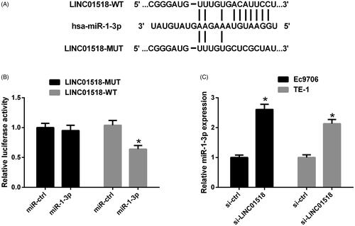 Figure 3. The interaction between LINC01518 and miR-1-3p in ESCC cells. (A) The wild-type and mutated sequences of LINC01518 containing binding sequences complementary to miR-1-3p seed regions. (B) Luciferase activity was measured by luciferase activity assay in Ec9706 and TE-1 cells 48 h after cotransfection with LINC01518-WT or LINC01518-MUT and miR-1-3p or miR-ctrl. (C) miR-1-3p expression was estimated in Ec9706 and TE-1 cells 48 h after transfection with si-LINC01518 or si-ctrl. *p < .05.