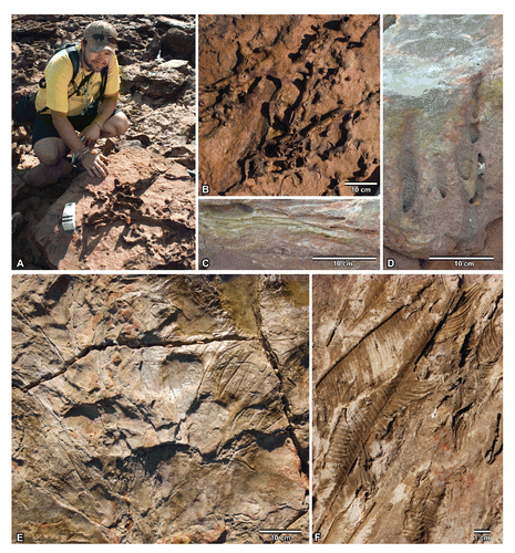 FIGURE 17. Examples of invertebrate trace and floral fossils within the Broome Sandstone of the Yanijarri–Lurujarri section of the Dampier Peninsula, Western Australia. A, Dr. Ryan T. Tucker alongside a well-preserved example of a Domichnia or Fodinichnia complex of tubes and galleries. Preservation of these structures is rare and limited to LFA-2 (B, close up); C, an example of Planolites-type trace fossils, which commonly occur in the uppermost units of LFA-1, just below the track horizons of LFA-2; D, poorly preserved Skolithos-type trace fossils; E, F, matted fronds of the bennettitalean Ptilophyllum cutchense in the silicified track-bearing horizons of LFA-2.