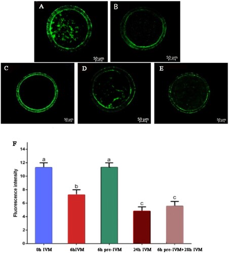 Figure 1. Effect of C-type natriuretic peptide treatment on transzonal projection population of yak oocyte. Phalloidin-FITC average fluorescence intensity in the zona area of COCs: (A) after recovery (0 h IVM), (B) 6 h of conventional IVM (6 h IVM), (C) 6 h pre-IVM with 100 nM CNP (6 h pre-IVM), (D) 24 h conventional IVM (24 h IVM), and (E) 6 h pre-IVM with 100 nM CNP followed by 28 h IVM (6 h pre-IVM + 28 h IVM). (F) Average pixel intensity in the region between the oocyte and cumulus cells was quantified with Image J. At least 10 COCs per group were assessed in four replicates. Each bar represents mean ± standard error and analysed with one-way ANOVA followed by Tukey’s multiple-comparison test. Values with different superscripts (a, b, and c) are significantly different (P < .05).