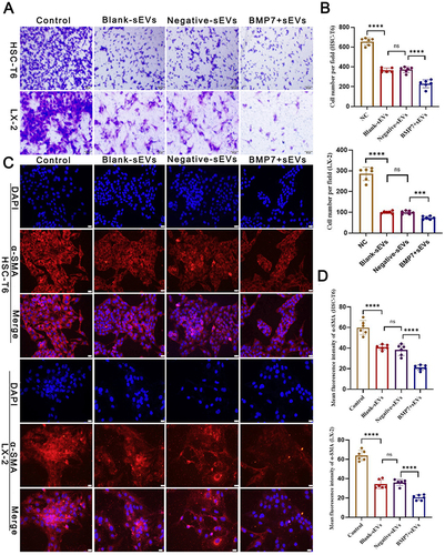 Figure 8 Anti-fibrosis effect of BMP7+sEVs in vitro. (A) Effect of hucMSC-sEVs on HSC-T6 and LX-2 cell migration abilities. Scale bars: 50 µm. (B) Bar graph shows the analysis results of the selected fields. (C) Immunofluorescence of α-SMA (red) in control (negative control), blank-sEVs-, negative-sEVs-, and BMP7+sEVs-treated aHSCs for 48 h. DAPI-stained nuclei (blue). Scale bars: 20 µm. (D) The bar graph shows the analysis results of the selected fields. ns P > 0.05, ***P < 0.001, ****P < 0.0001.