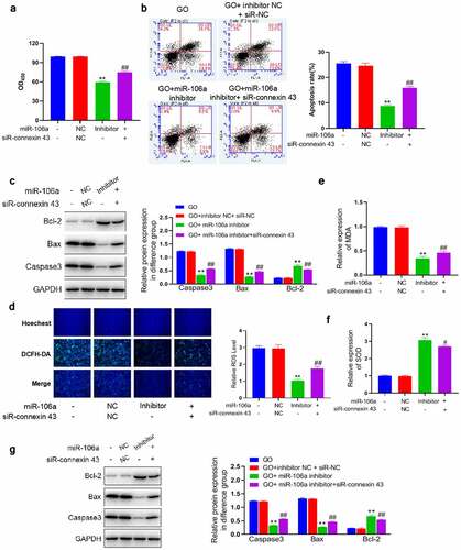 Figure 5. Knockdown of connexin-43 abolished the inhibitory property of miR-106a inhibitor against GO-induced apoptosis and oxidative stress in MCs. MCs were treated with 20 mU/mL GO and miR-106a inhibitor with or without a siRNA targeting connexin-43. A. The OD value was checked utilizing the CCK-8 assay. B. The apoptotic rate was investigated by the flow cytometry assay. C. The level of Bcl-2, Bax, and caspase-3 was evaluated by the Western blotting assay. D. The DCFH-DA assay was utilized to determine the ROS level in MCs. E. The production of MDA was investigated utilizing the commercial kit. F. The production of SOD was investigated utilizing the commercial kit. G. The level of Nrf2, Keap1, and HO-1 was confirmed by the Western blotting assay (**p < 0.01 vs. GO+ inhibitor NC+ siR-NC, #p < 0.05 vs. GO+ miR-106a inhibitor, ##p < 0.01 vs. GO+ miR-106a inhibitor).