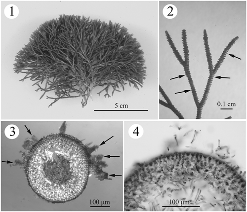 Figs. 1–4. Habit and development of vegetative structures of Actinotrichia fragilis (#SLL WLT-04-13-2002-1). Fig. 1. Cystocarpic plant. Fig. 2. Dichotomous branches showing the distinctly whorled assimilatory filaments (arrows). Fig. 3. Cross-section of branch showing assimilatory filaments arising from the outermost cortical cells (arrows). Fig. 4. Cross-section of branch showing three- to four-cell layered cortex and medullary portion.