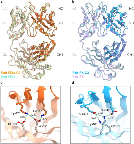 Figure 4. Overall structure of NXT007 Fabs with C3 mutations (a) Structural superposition of the anti-FIXa Fab structure of NXT007 containing CH1_(K147), Q175K, and CL_S131E, T180E mutations (Fab-FIXa-C3: PDB 8GUZ) and the parent anti-FIXa Fab (Fab-FIXa: PDB 8GV0, light green). In the Fab-FIXa-C3, HC and LC are orange and light orange, respectively. The key residues are shown as stick models. (b) Structural superposition of the anti-FX Fab structure of NXT007 containing CH1_K147E, Q175E, and CL_T131K, S180K mutations (Fab-FX-C3: PDB 8GV1) and the parent anti-FX Fab (Fab-FX: PDB 8GV2, light purple). In the Fab-FX-C3, HC and LC are blue and light blue, respectively. The key residues are shown as stick models. (c, d) Close-up views of the charge-pairs of FAST-Ig C3 mutations. (c) The three key interactions in Fab-FIXa-C3 (CH1_K147/CL_S131E, CH1_Q175K/CL_S131E, and CH1_Q175K/T180E) are shown with light blue dashed lines. (d) The three key interactions in Fab-FX-C3 (CH1_K147E/CL_T131K, CH1_Q175E/CL_T131K, and CH1_Q175E/S180K) are shown with light blue dashed lines. Molecular graphic images were prepared using CueMol (http://www.cuemol.org).