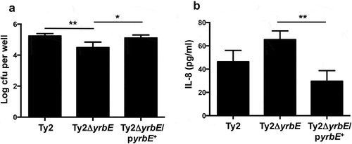 Figure 4. Effects of yrbE on interactions between S. Typhi and human ileum organoid-derived polarized primary epithelial monolayers. (A) Adhesion of Ty2, Ty2ΔyrbE and Ty2ΔyrbE/pyrbE+ to the monolayers was measured as described in the text. *p < .05, **p < .001, n = 6 or 7 per group. (B) Induction of basolateral IL-8 secretion from the monolayers in response to Ty2, Ty2ΔyrbE and Ty2ΔyrbE/pyrbE+ was measured by ELISA. **p < .01, n = 3 per group.