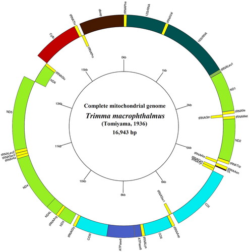 Figure 2. Circular map of the T. macropthalmus complete mitogenome.
