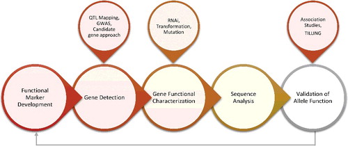 Figure 4. Important steps involves in the development of functional markers.