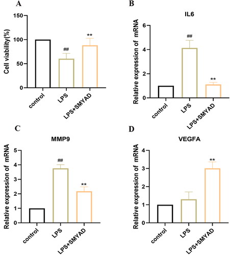 Figure 10. SMYAD effects on the cell viability and expression of IL6, MMP9 and VEGFA in LPS-induced HUVECs. (A) Cell viability; (B) IL6 expression; (C) MMP9 expression; (D) VEGFA expression.