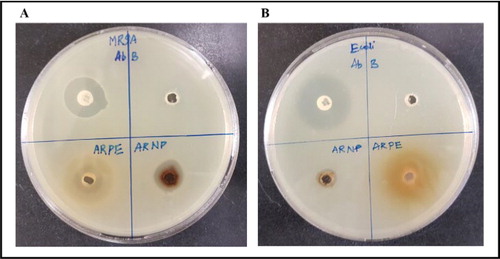 Figure 5. Antibacterial activity of silver nanoparticles against methicillin-resistant S. aureus (A) and E. coli (B).