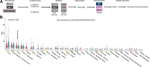 Figure 1 The primate-specific LINC01268 is detectable in normal and cancerous livers. (A) Schematic representation of the identification of LINC01268 and detailed molecular and disease-associated analysis. LncRNAs were identified from a total RNA-seq dataset comparing HepG2 and Huh7 cells to some other human cancerous and non-cancerous cell lines. Based on the transcript abundance, functionality of LINC01268 was validated molecularly in HCC tissues and cells. HCC disease association was established through publicly available data from The Cancer Genome Atlas (TCGA), Genotype-Tissue Expression (GETx) and Gene Expression Profiling Interactive Analysis (GEPIA). (B) Violin plots display LINC01268 expression (in transcript per million, TPM) across 28 human tissue types in woman (red) and men (blue). Red arrow indicates liver.