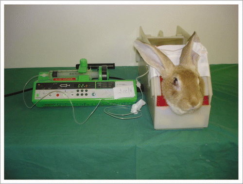 Figure 8 The rabbit was placed in a cage with its head immobilized to avoid inopportune movement. A perfusion was placed in the auricular vein to administer anticoagulants and fibrinolytics.