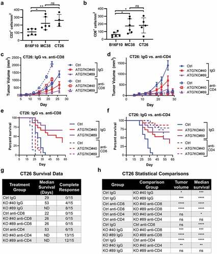 Figure 3. CD8+ and CD4+ T cell contribution to cancer-cell dependence on ATG7 in vivo.